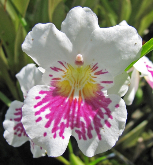 Miltoniopsis phalaenopsis